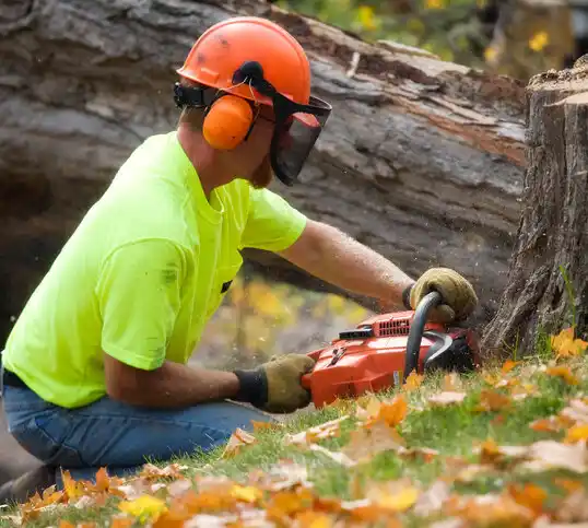 tree services West Concord